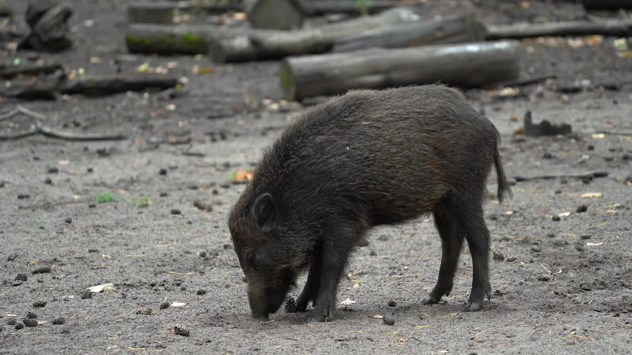 野猪（Sus scrofa）视频素材