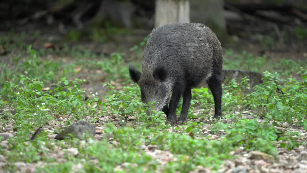 野猪（Sus scrofa）视频素材