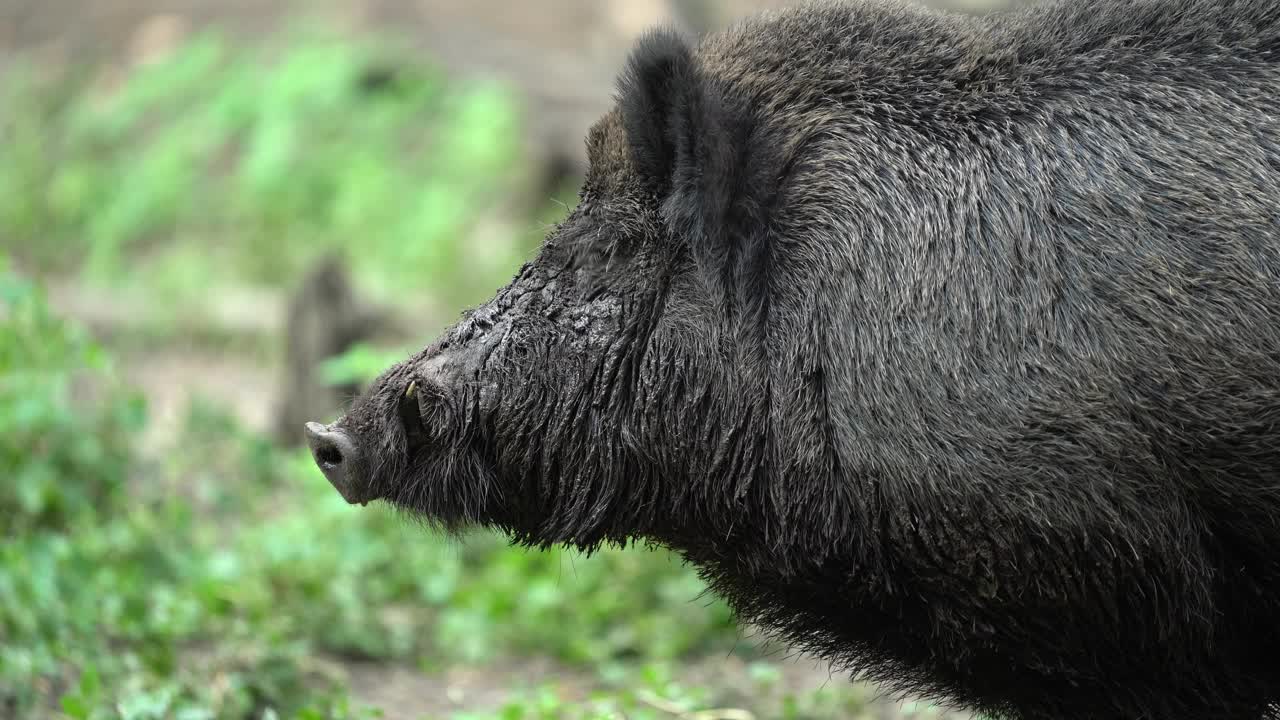 野猪（Sus scrofa）视频素材