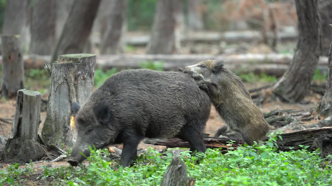 野猪（Sus scrofa）视频素材