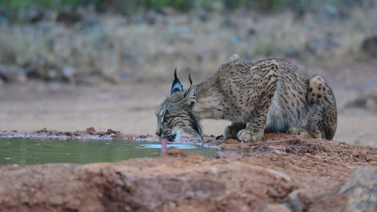 伊比利亚山猫，山猫，在池塘里喝水视频素材