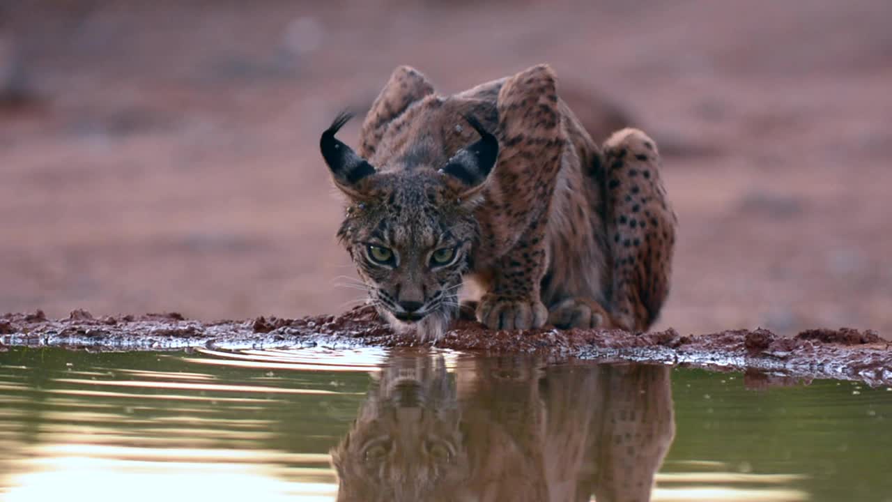 伊比利亚山猫，山猫，在池塘里喝水视频素材