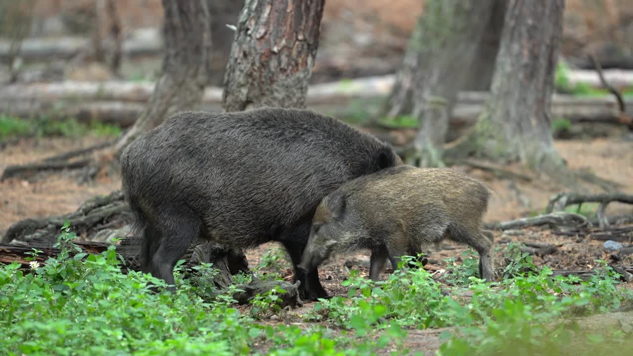 野猪（Sus scrofa）视频素材