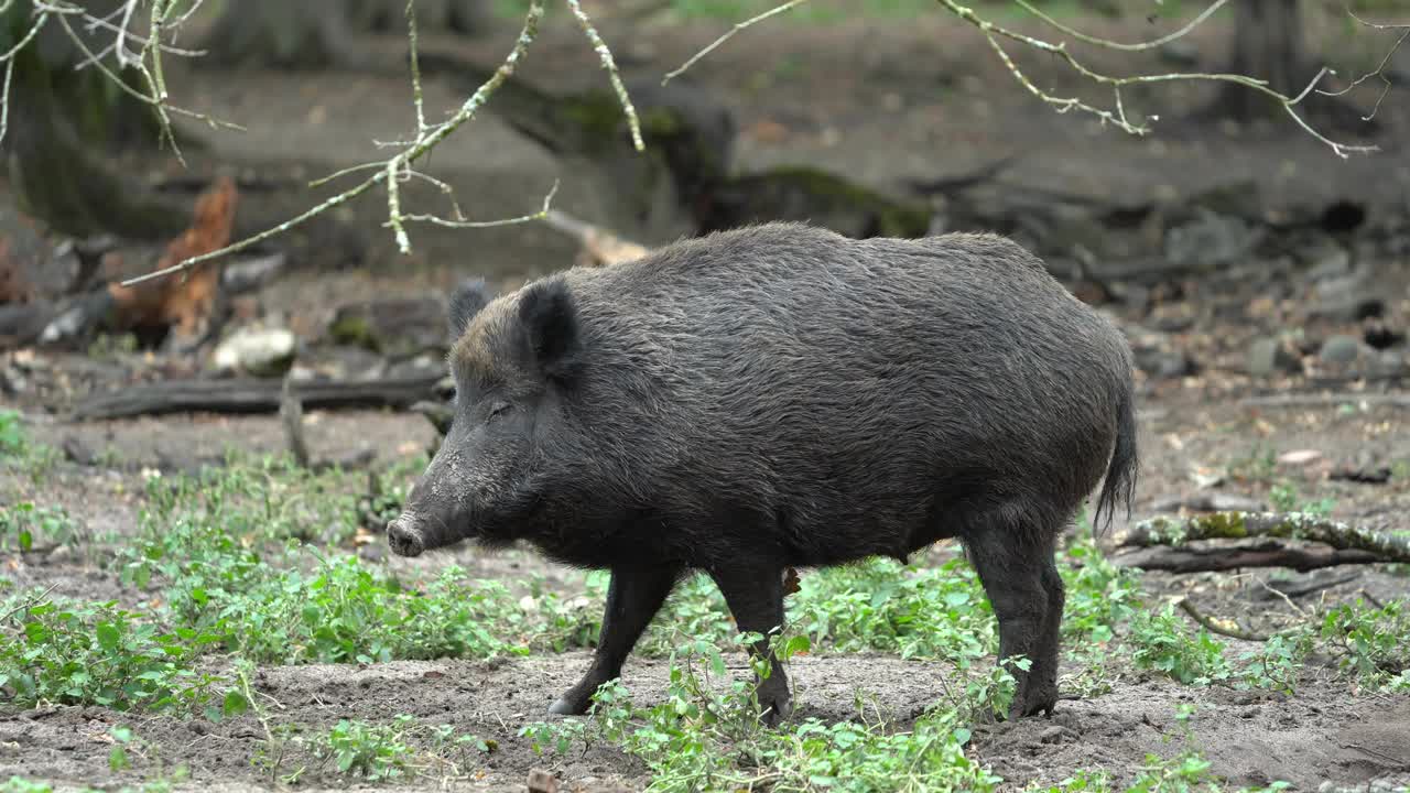 野猪（Sus scrofa）视频素材