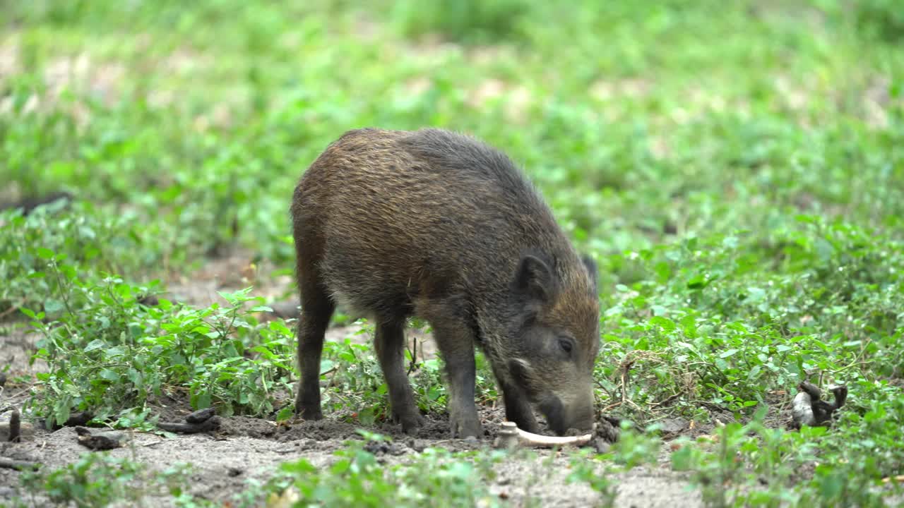 野猪（Sus scrofa）视频素材