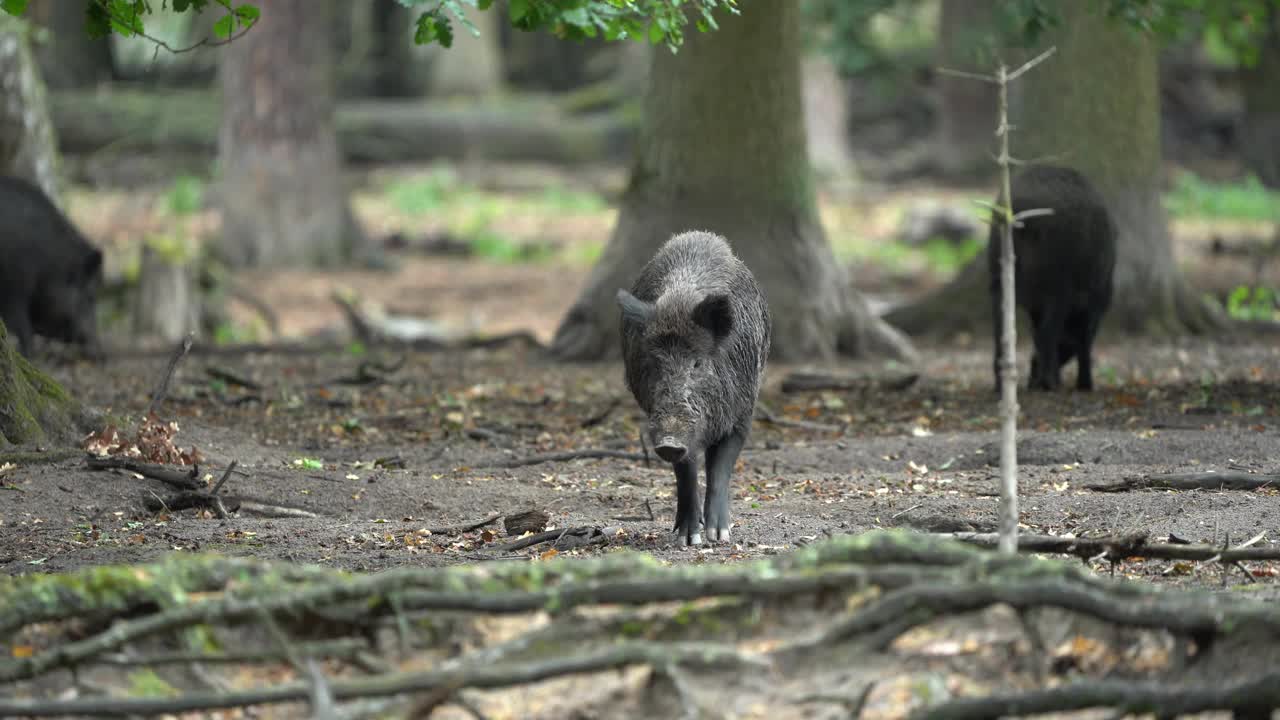 野猪（Sus scrofa）视频素材