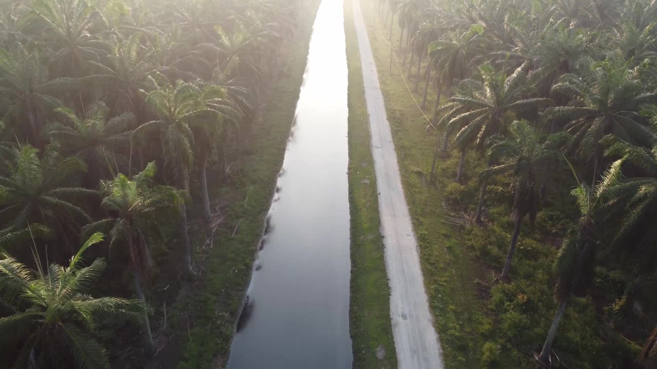 空中飞过河流和油棕榈小径视频素材