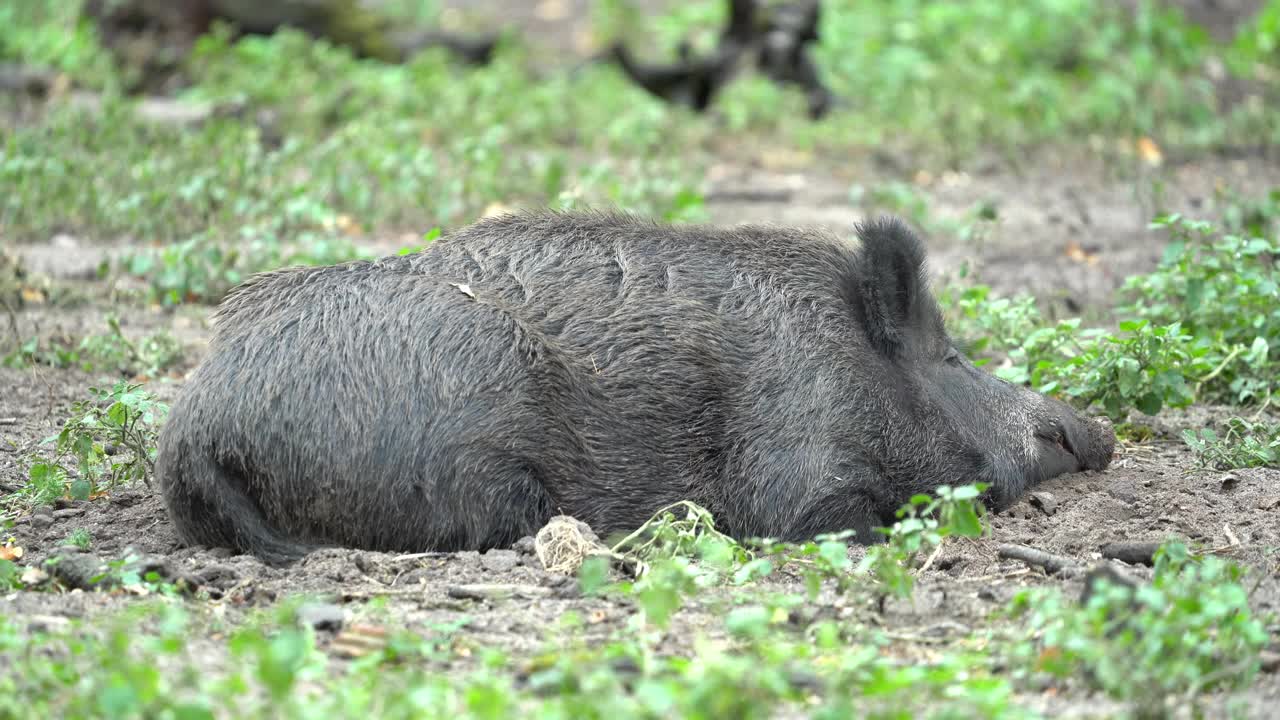 野猪（Sus scrofa）视频素材