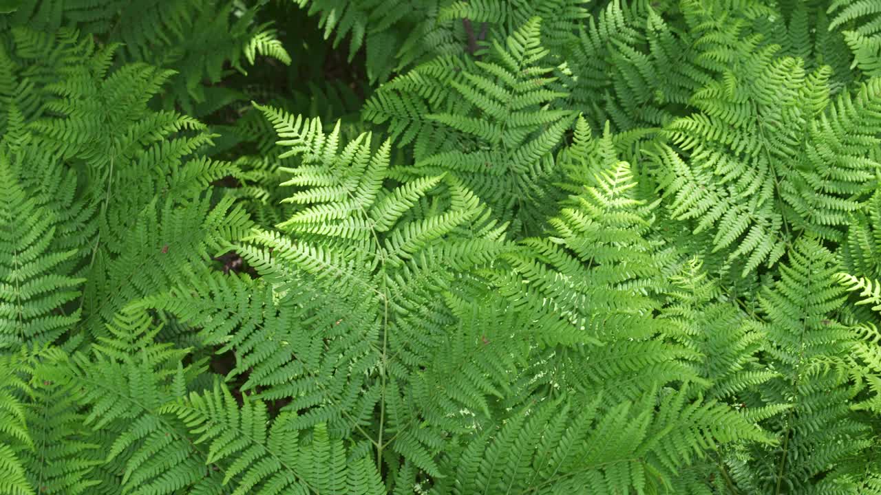 自然的蕨类植物的模式。背景有年轻的绿色蕨叶。视频素材