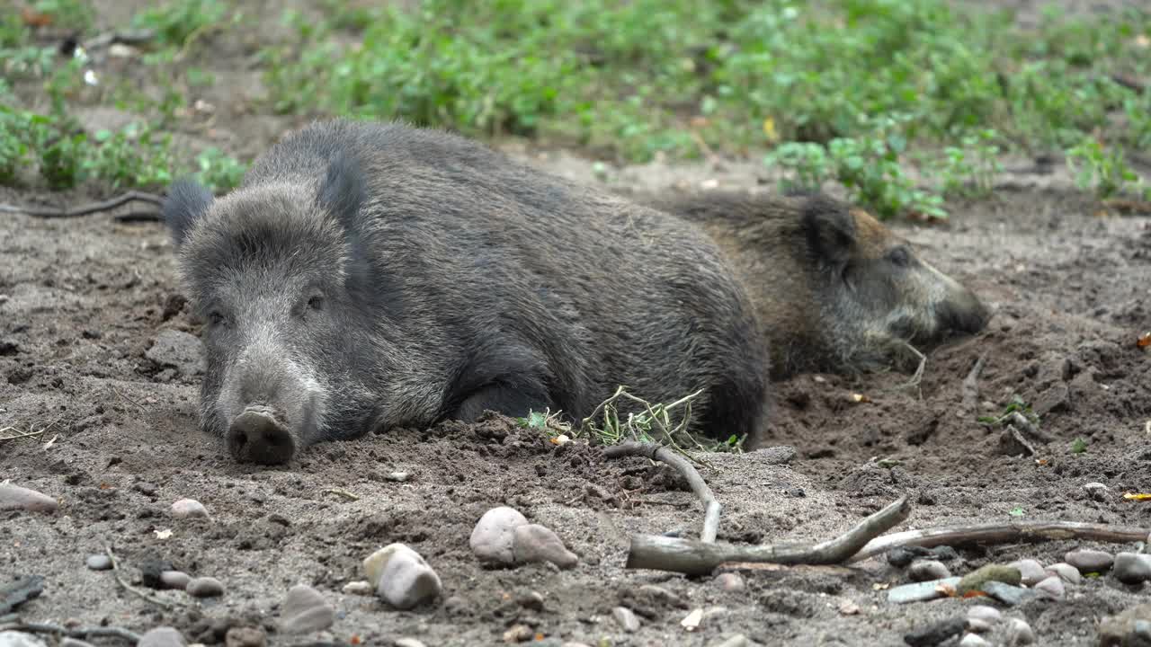 野猪（Sus scrofa）视频素材