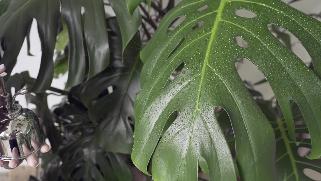 一位妇女用喷雾器里的清水给植物浇水视频素材