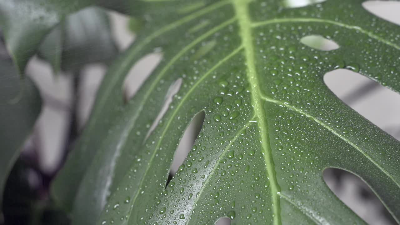 一位妇女用喷雾器里的清水给植物浇水视频素材