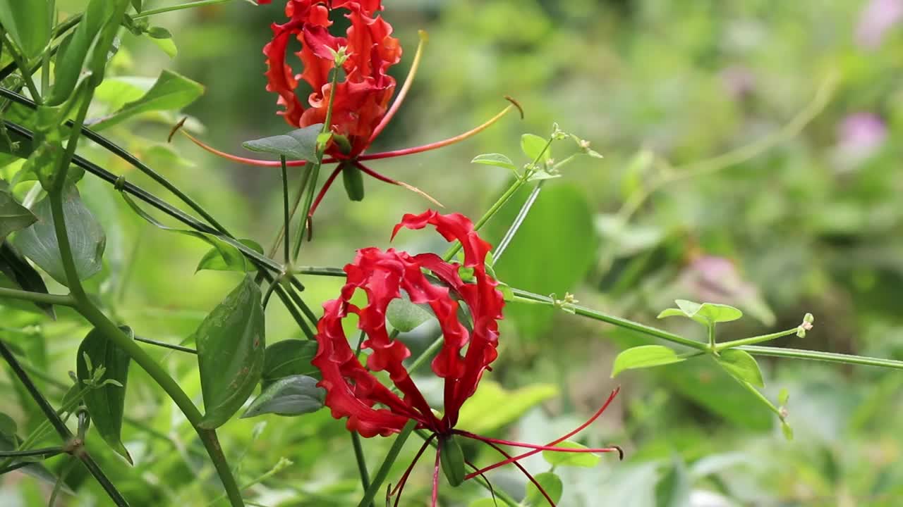 稀有的野生花，红色长花瓣，产于印度森林视频素材