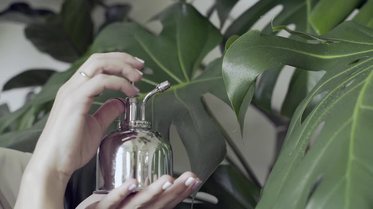 一位妇女用喷雾器里的清水给植物浇水视频素材