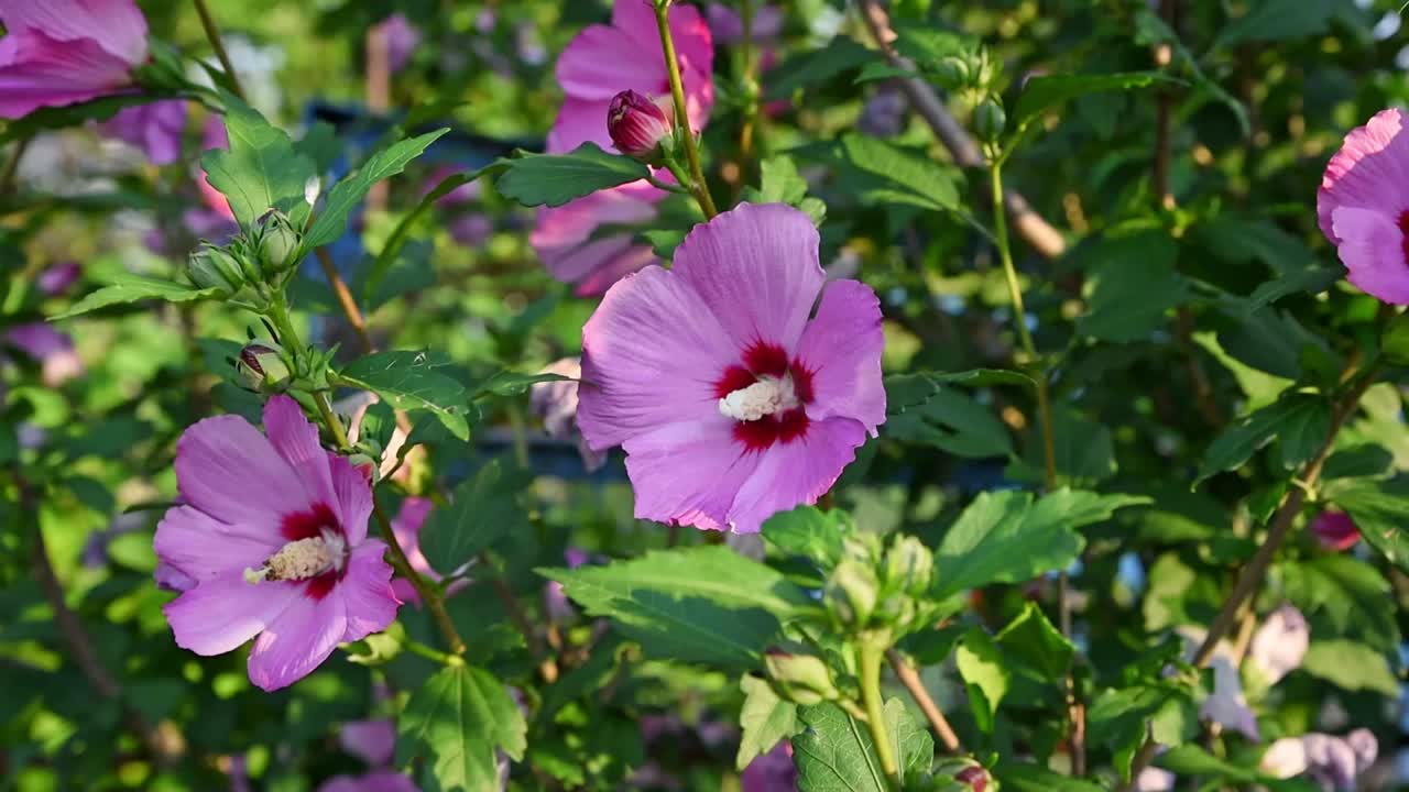 粉红色的蜀葵花在绿色模糊的背景。夏季花园里盛开的麝香锦葵。轻轻地在风中移动。慢动作视频素材