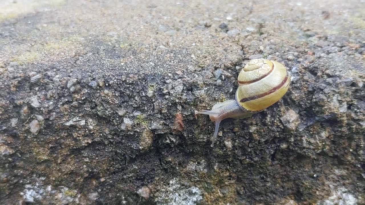 像蜗牛一样慢视频素材