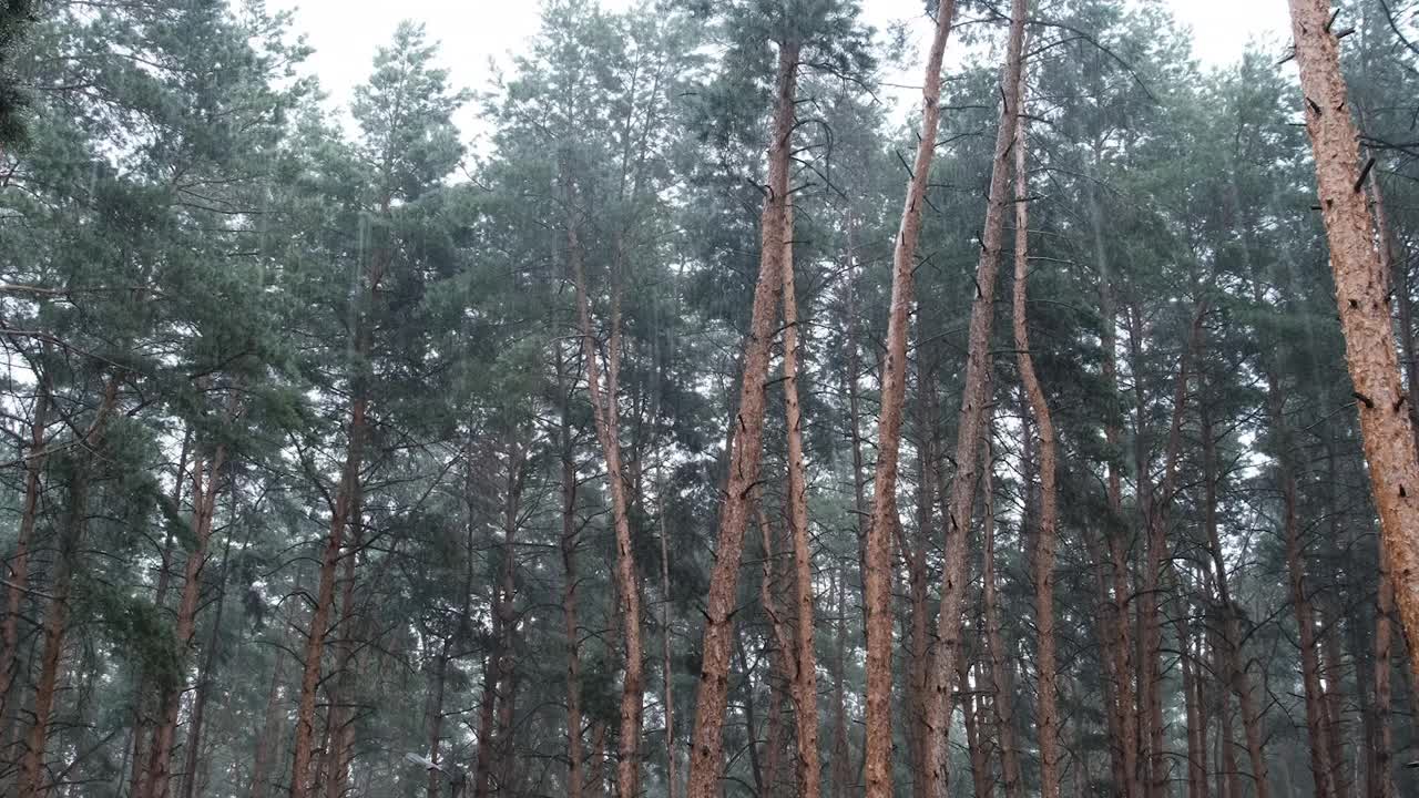 阴沉的松林大雨期间，树干和树冠通过雨滴视频素材