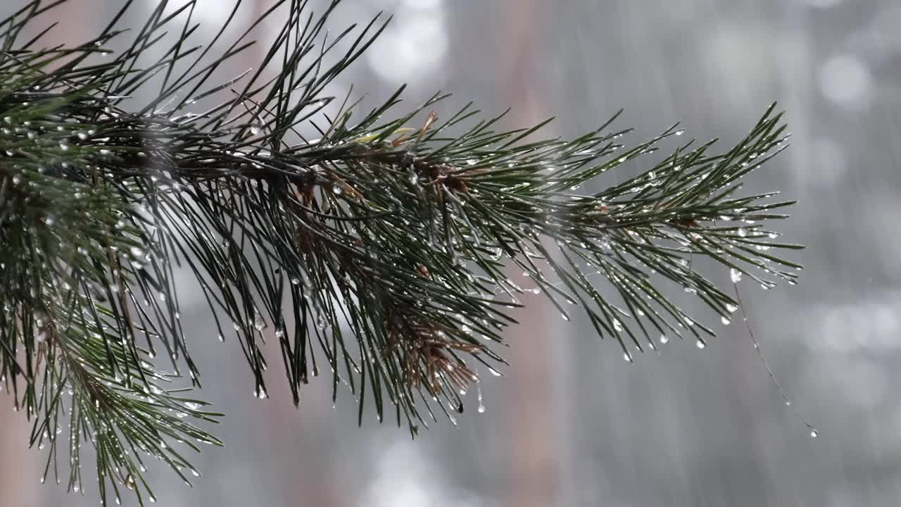 在大雨中，雨滴从树枝的针上流下视频素材