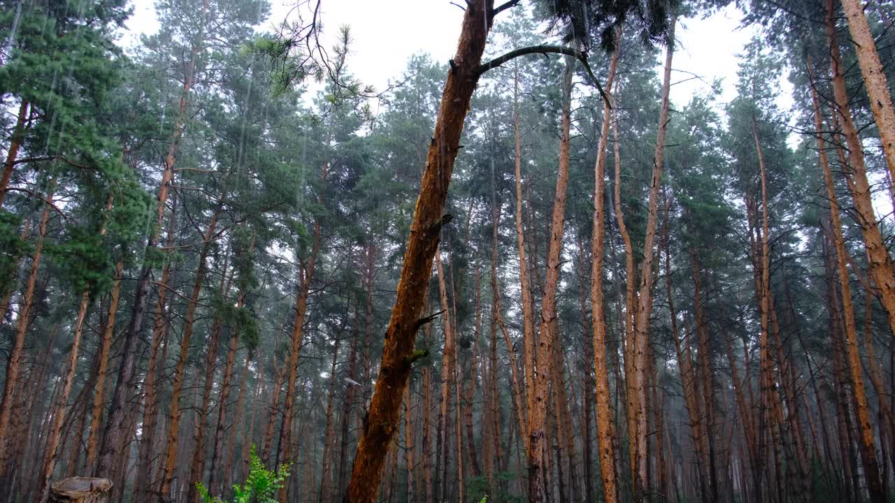 阴沉的松林大雨期间，树干和树冠通过雨滴视频素材