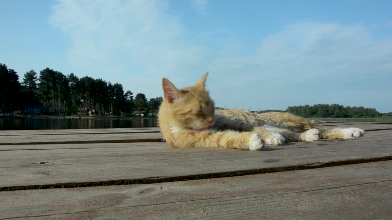 一只漂亮的红猫在湖的码头上悠闲地游泳后冲上了岸视频素材