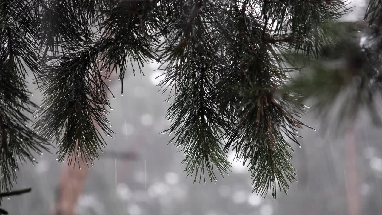 在大雨中，雨滴从树枝的针上流下视频素材