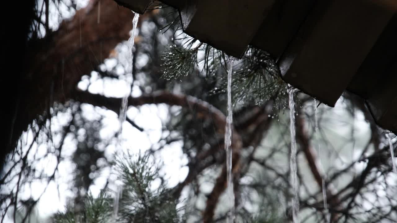 雨水从屋顶流下来，落在松林附近视频素材