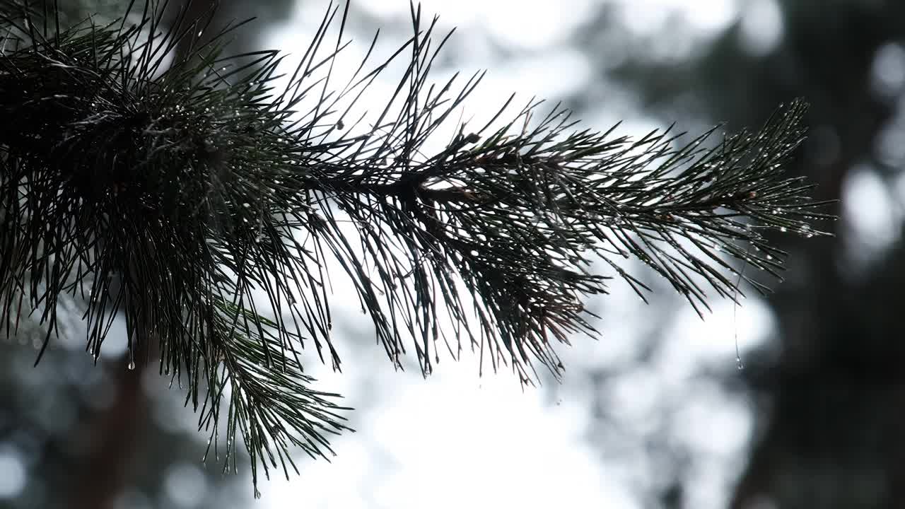 在大雨中，雨滴从树枝的针上流下视频素材