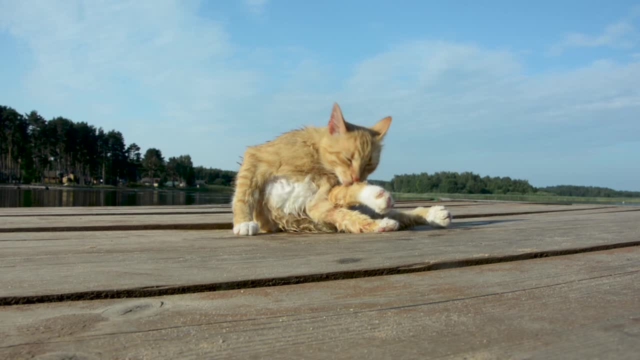 一只漂亮的红猫洗衣服抓苍蝇视频素材