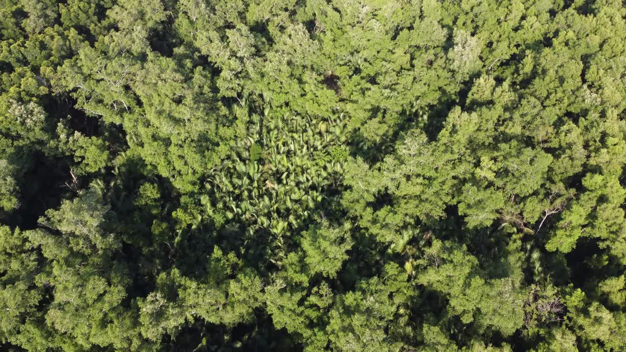 鸟瞰热带红树林视频素材