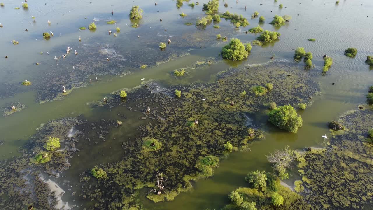 白鹭生活在红树林沼泽地区视频素材