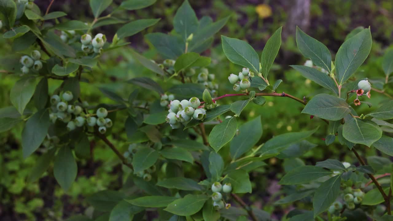 花园里新鲜的绿色蓝莓视频素材