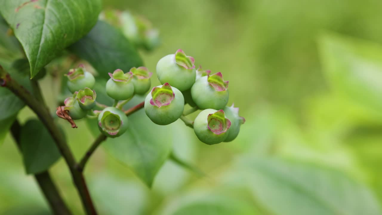 花园里新鲜的绿色蓝莓视频素材