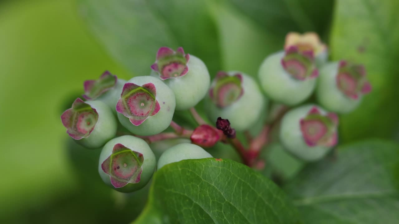 花园里新鲜的绿色蓝莓视频素材