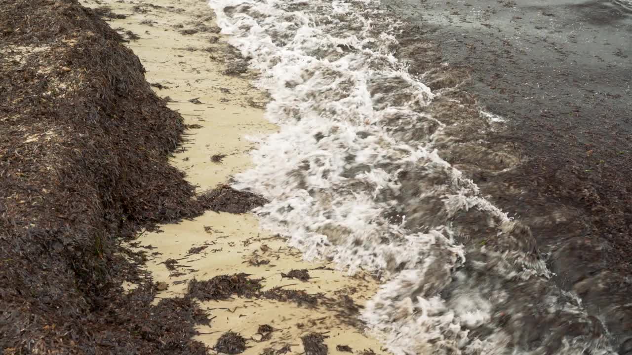 肮脏的海滩上有很多干的棕色海藻被冲到沙子上，特写细节视频素材