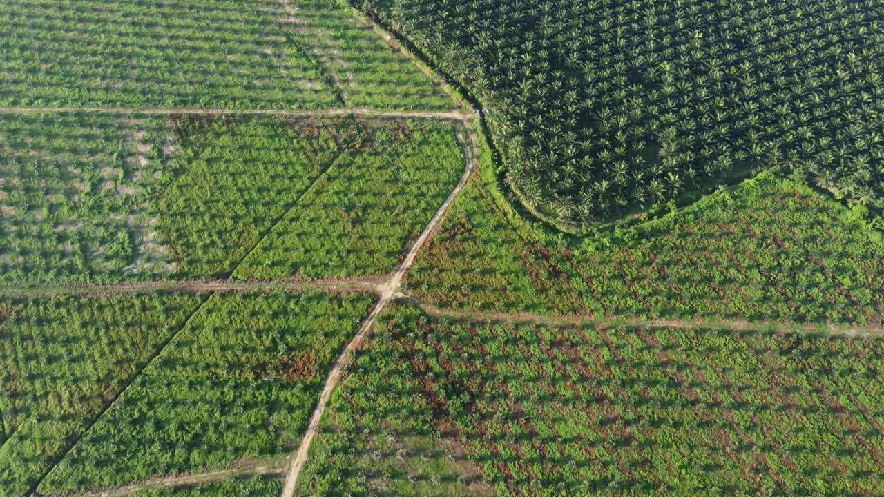 新旧棕榈油种植园视频素材