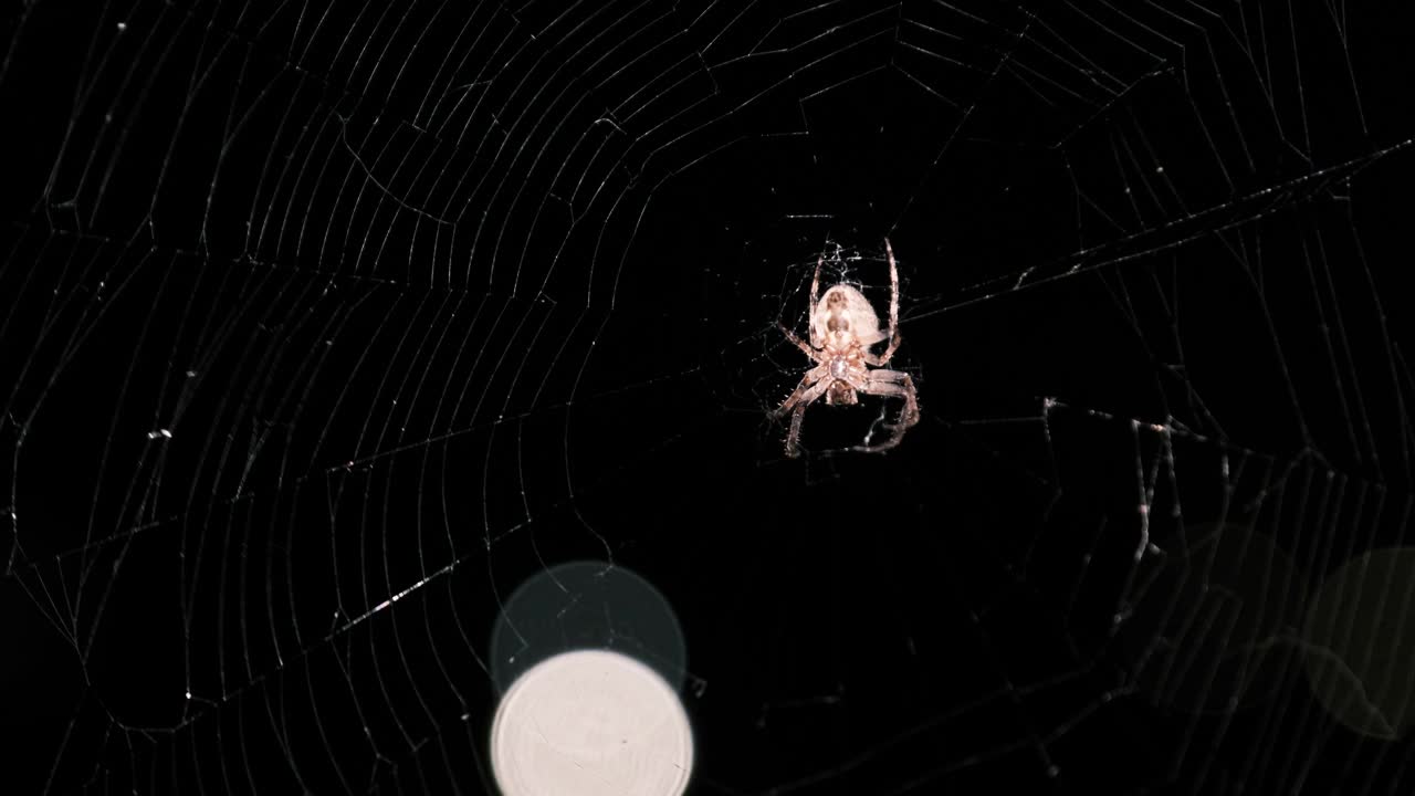 蜘蛛在网上在晚上，大蜘蛛坐在中心的网，宏视频素材