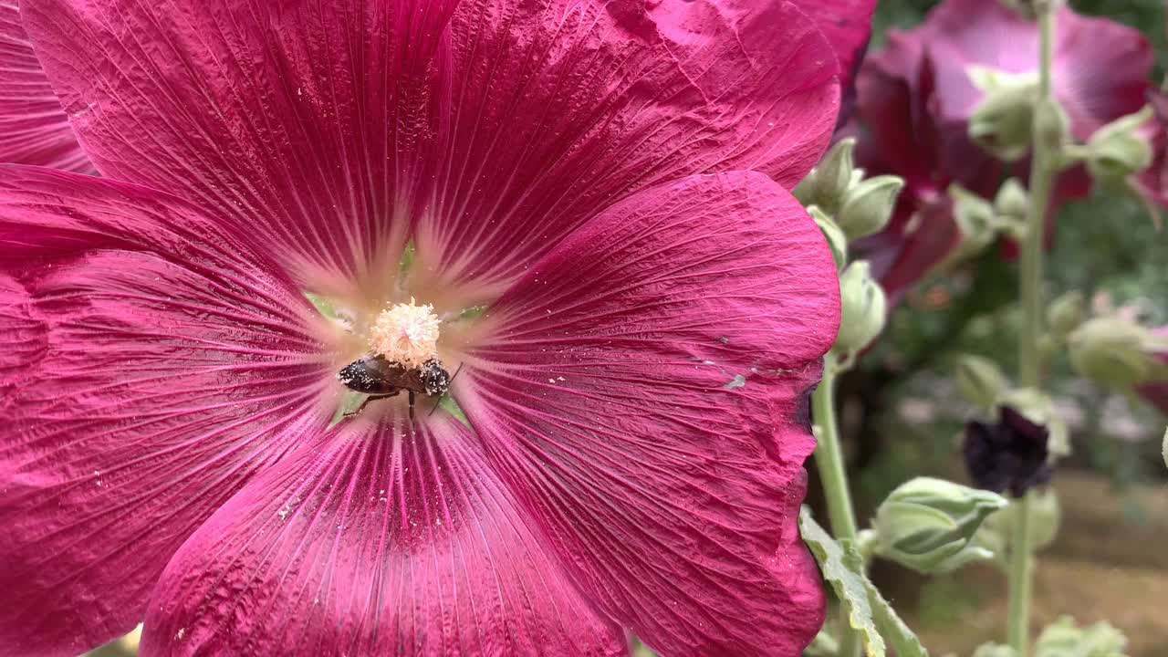 花视频素材