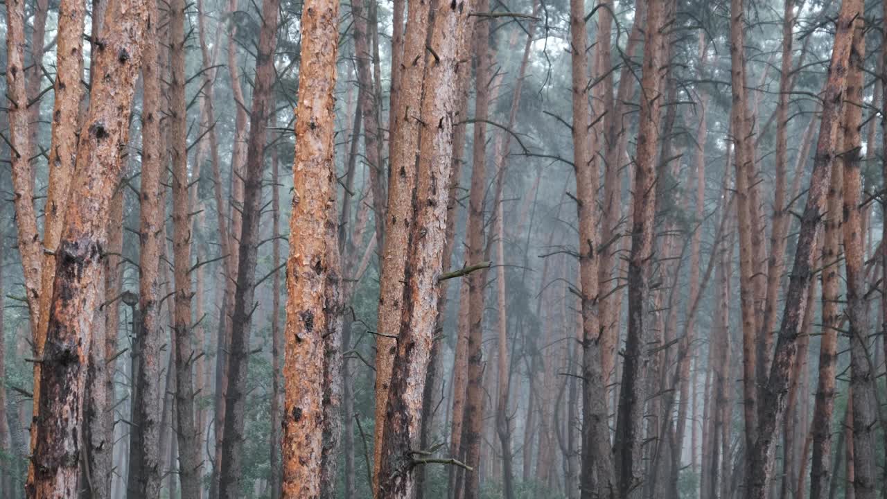 阴沉的松林大雨期间，树干和树冠通过雨滴视频素材