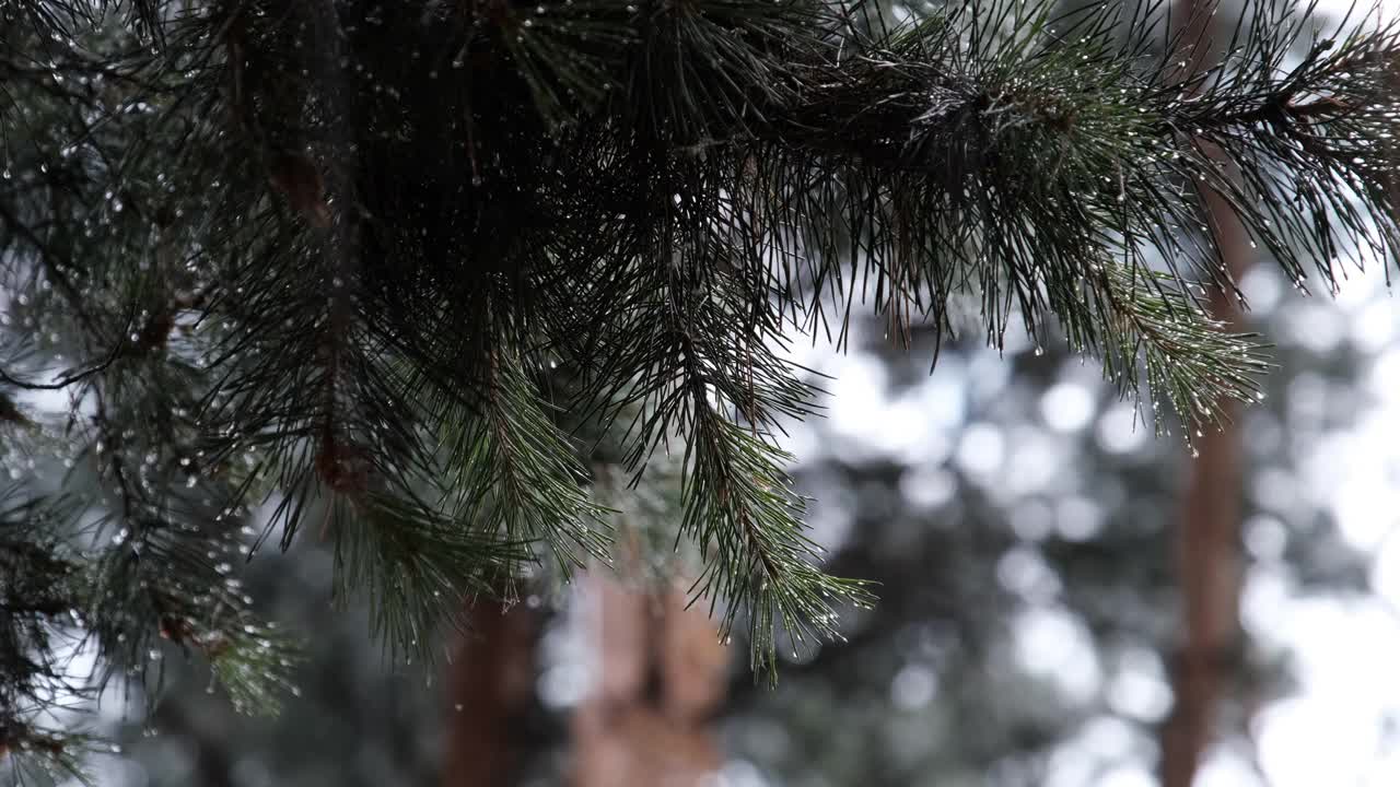 在大雨中，雨滴从树枝的针上流下视频素材