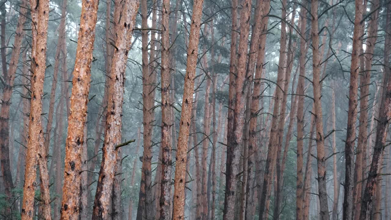 阴沉的松林大雨期间，树干和树冠通过雨滴视频素材