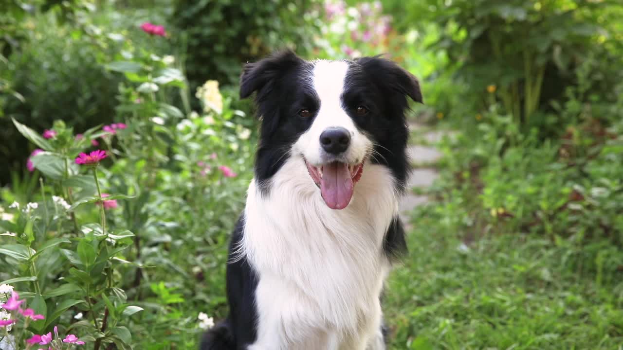 可爱微笑小狗的户外肖像边境牧羊犬坐在草地公园的背景。在阳光明媚的夏日里，有一张滑稽脸的小狗在户外。宠物护理和有趣的动物生活理念视频素材