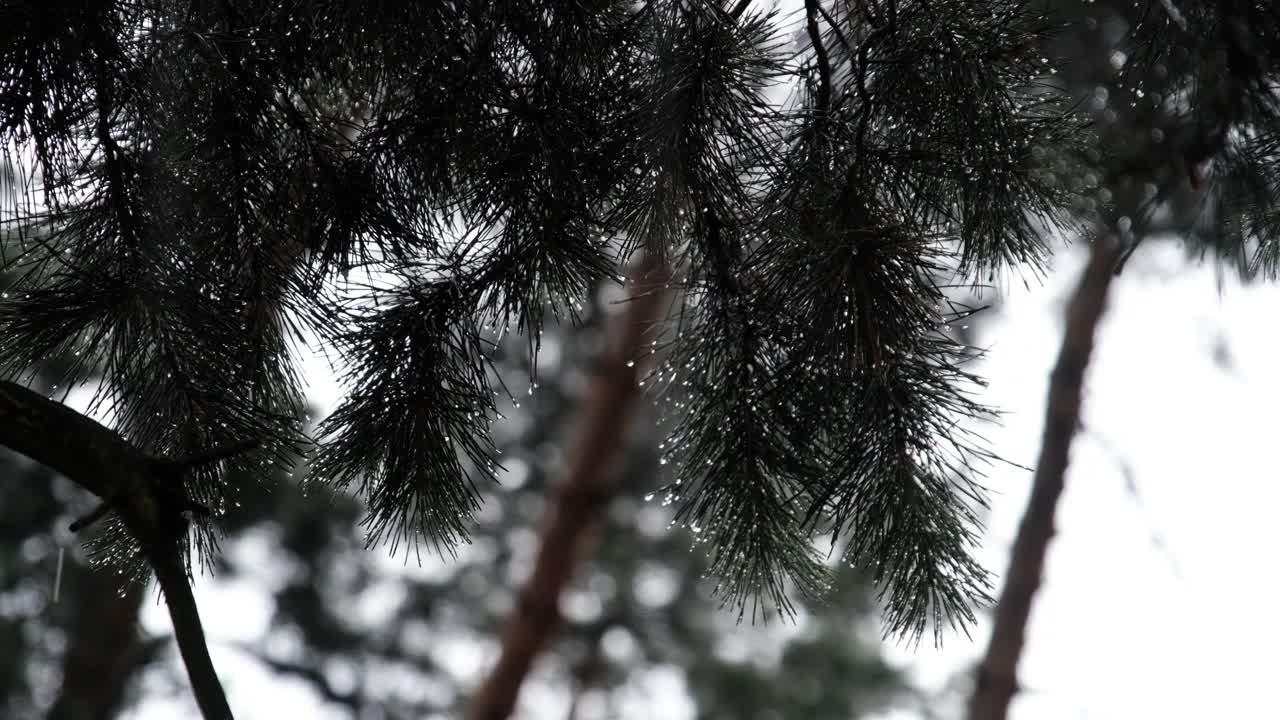 在大雨中，雨滴从树枝的针上流下视频素材