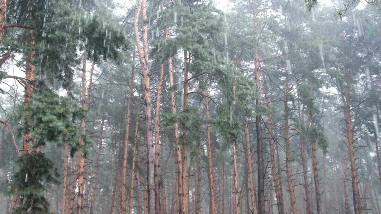 阴沉的松林大雨期间，树干和树冠通过雨滴视频素材