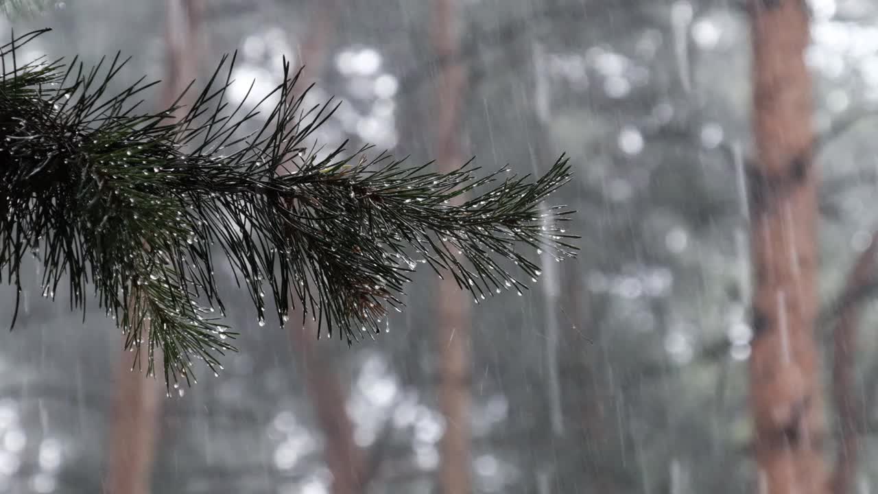 在大雨中，雨滴从树枝的针上流下视频素材