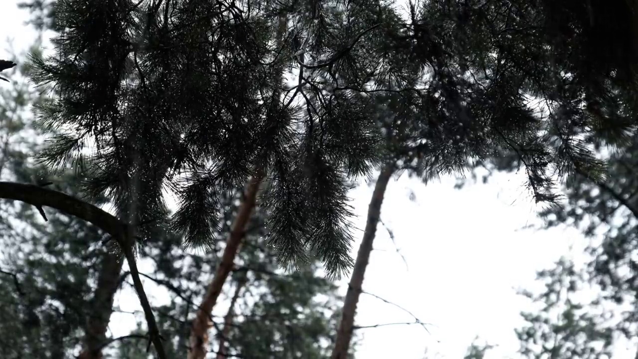 在大雨中，雨滴从树枝的针上流下视频素材