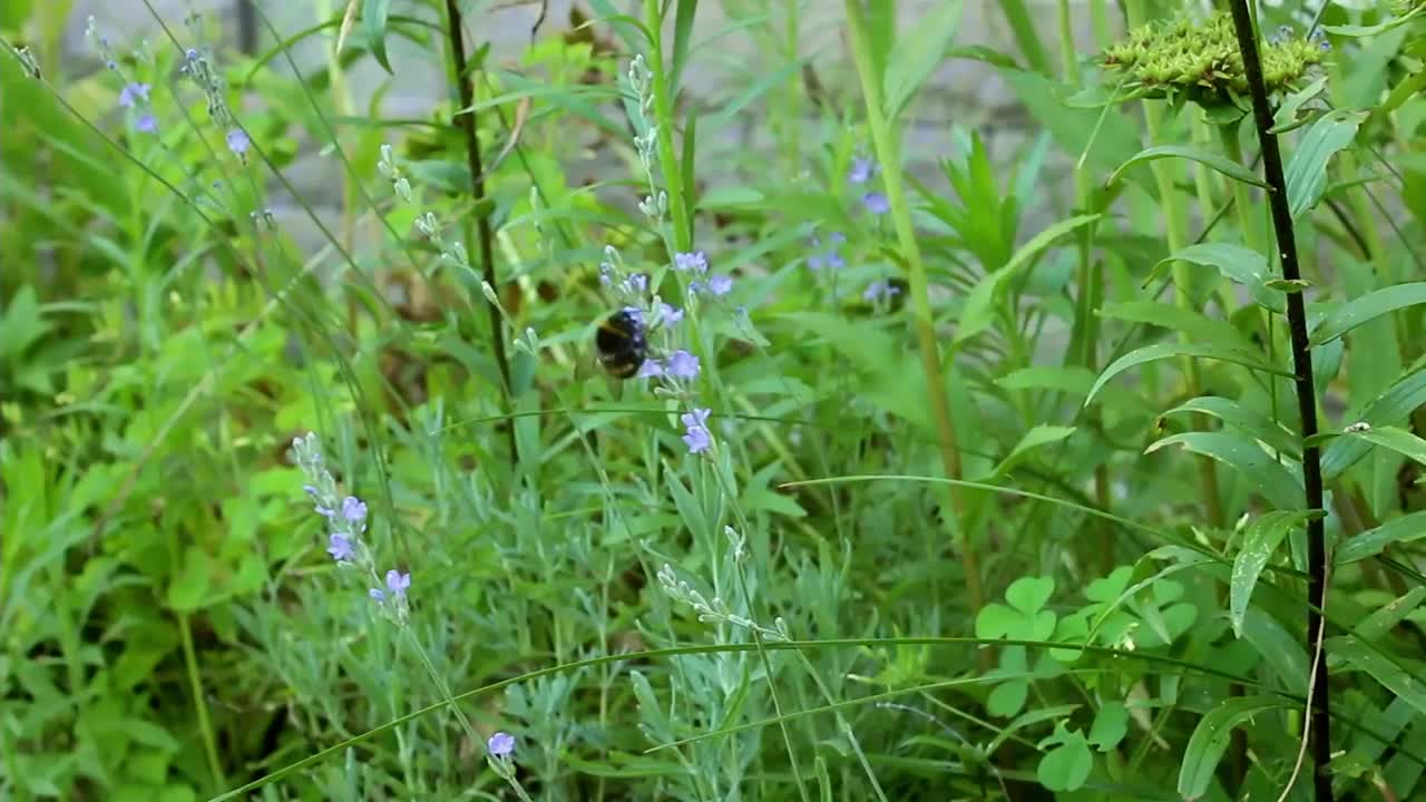 大黄蜂飞过一朵薰衣草花。视频素材