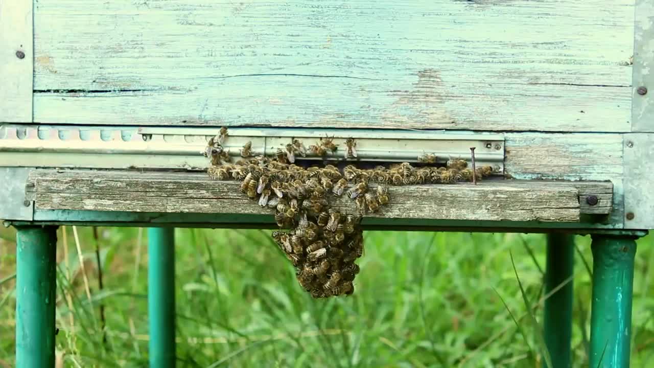 蜂房和蜜蜂视频素材