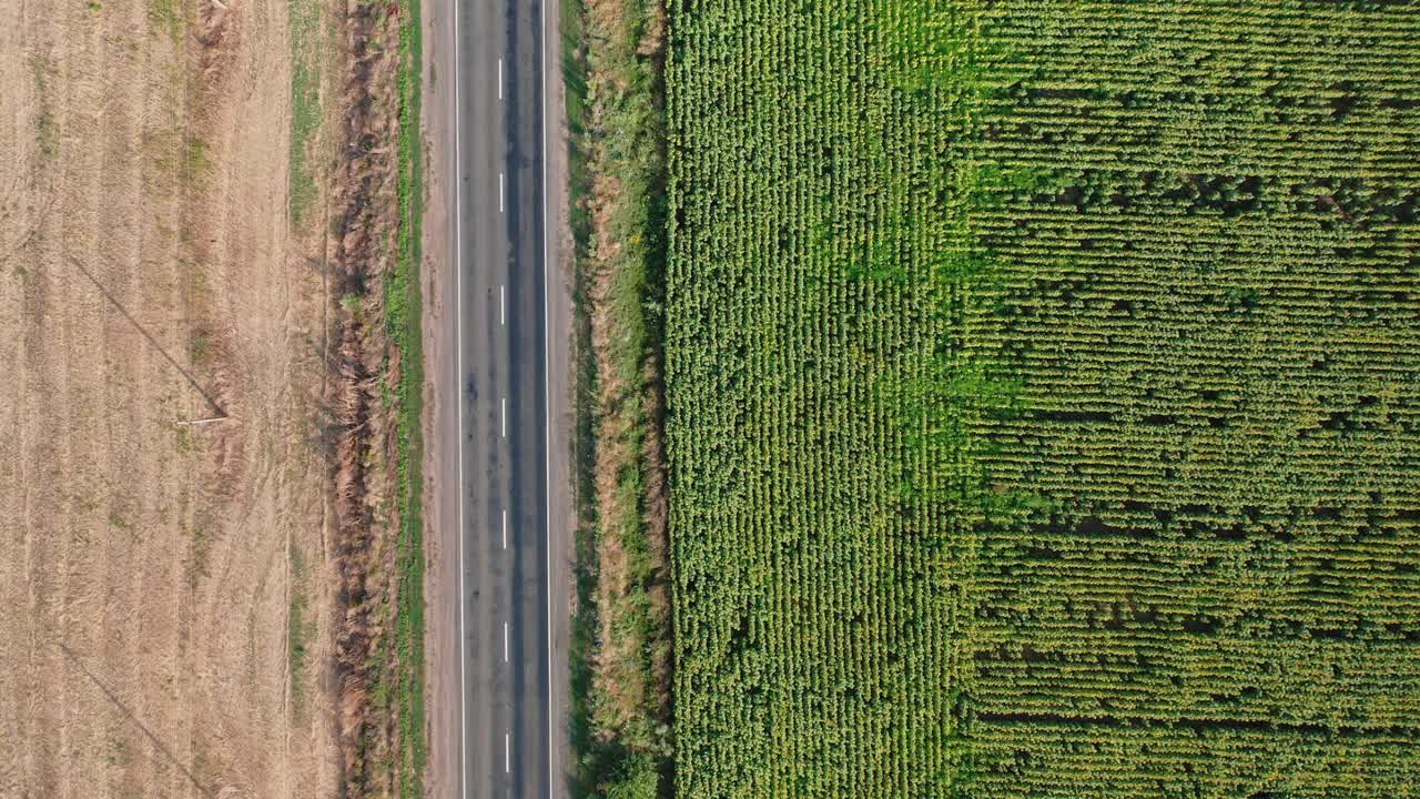 夏日的早晨，一辆汽车和公共汽车沿着向日葵田行驶的乡村道路鸟瞰图。视频素材