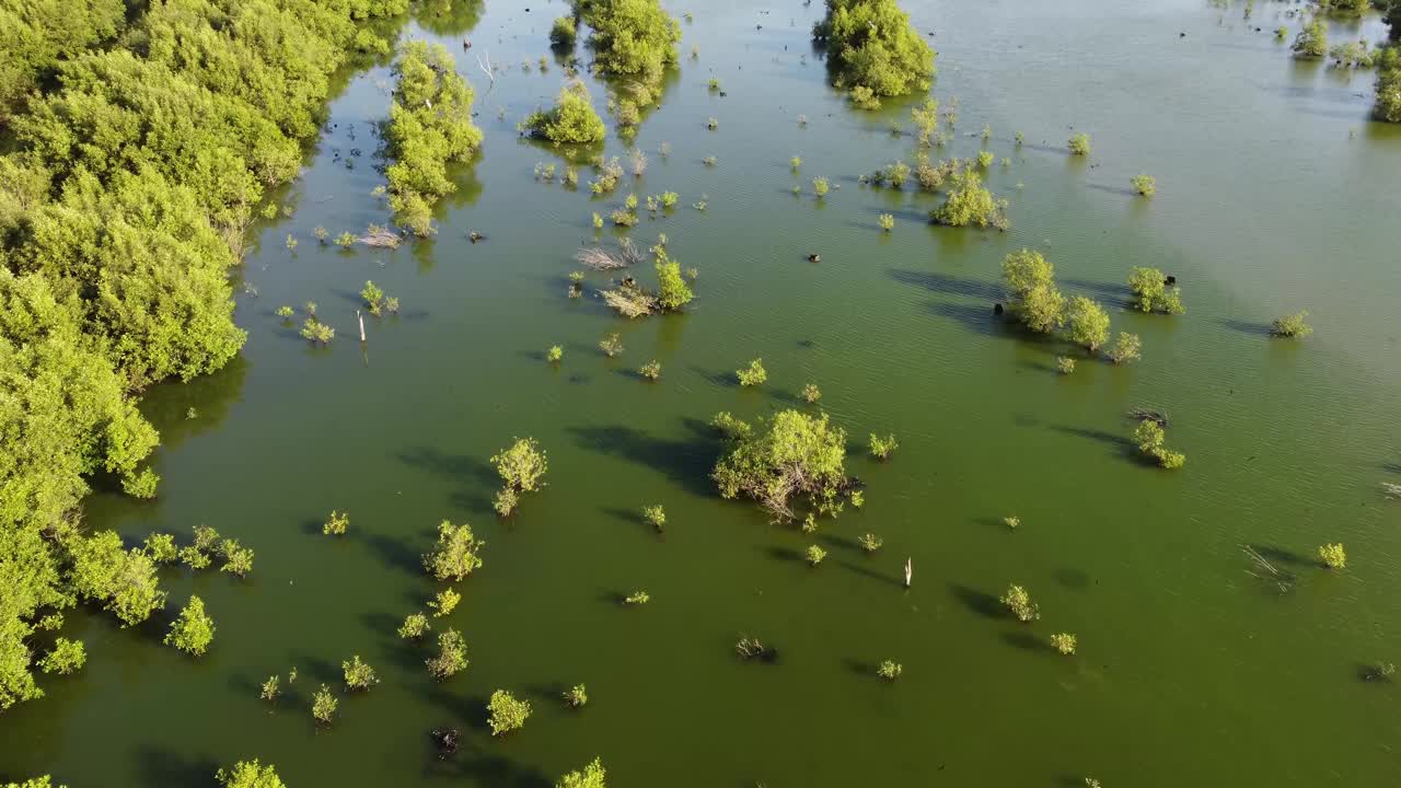 鸟类自然栖息地湿地视频素材