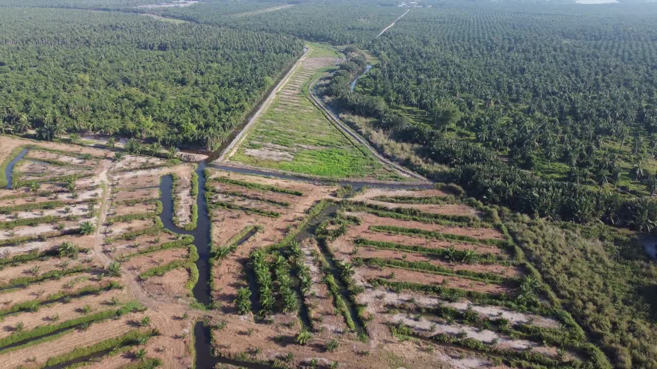 鸟瞰年轻的油棕种植园农场视频素材